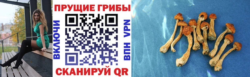 где найти   Иноземцево  Псилоцибиновые грибы Magic Shrooms 